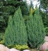 JUNIPERUS PINGII ''LODERI''